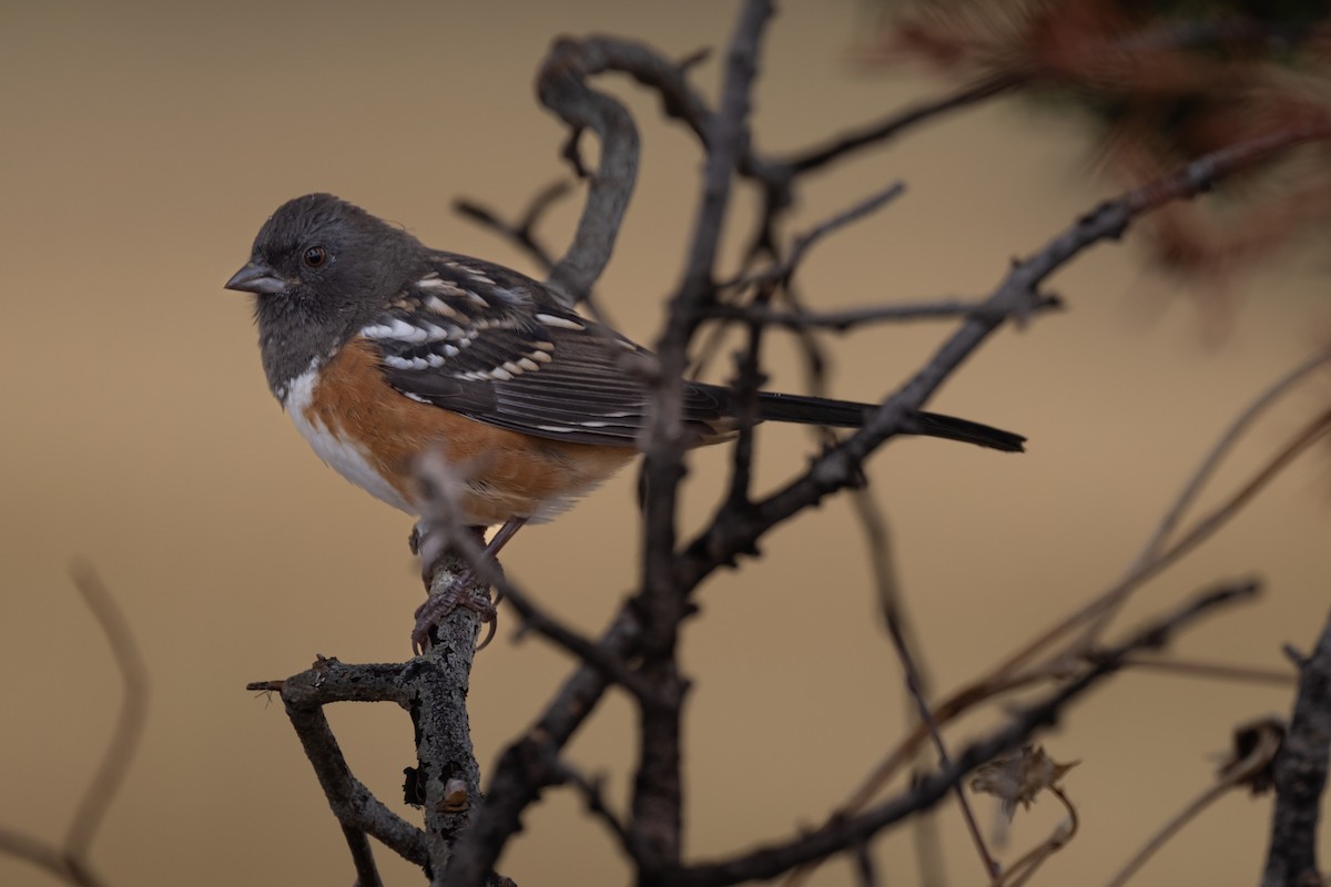 Spotted Towhee - ML623646232