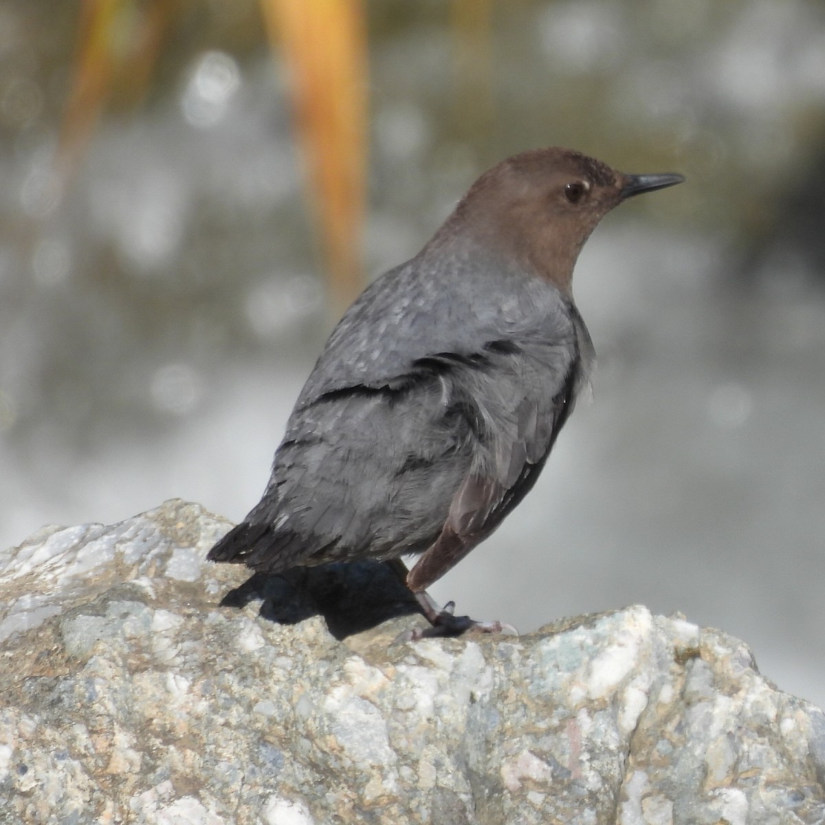 American Dipper - ML623646239