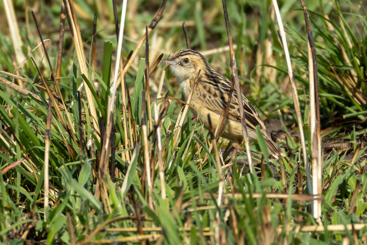 Pectoral-patch Cisticola - ML623646246