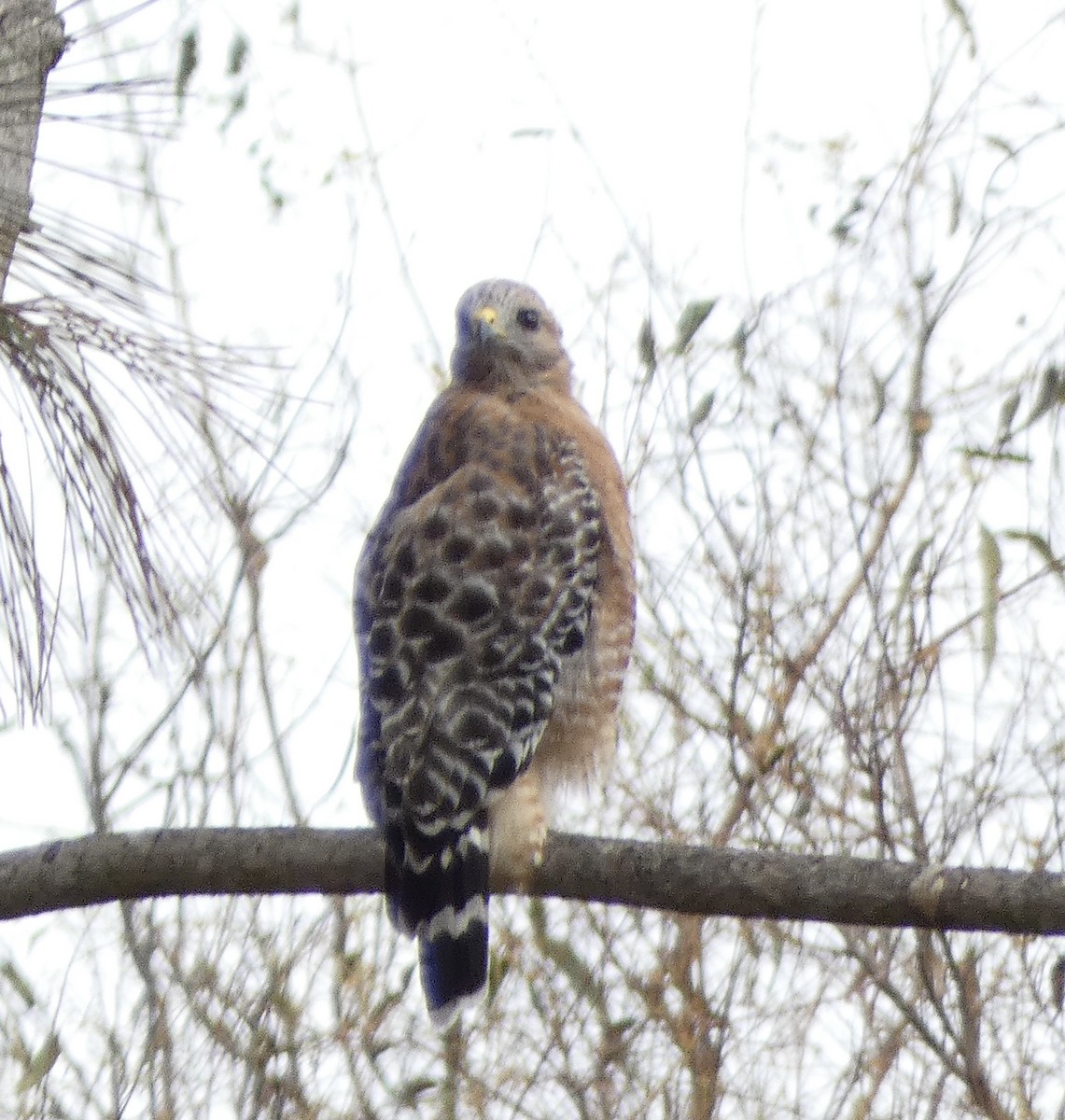 Red-shouldered Hawk - ML623646265