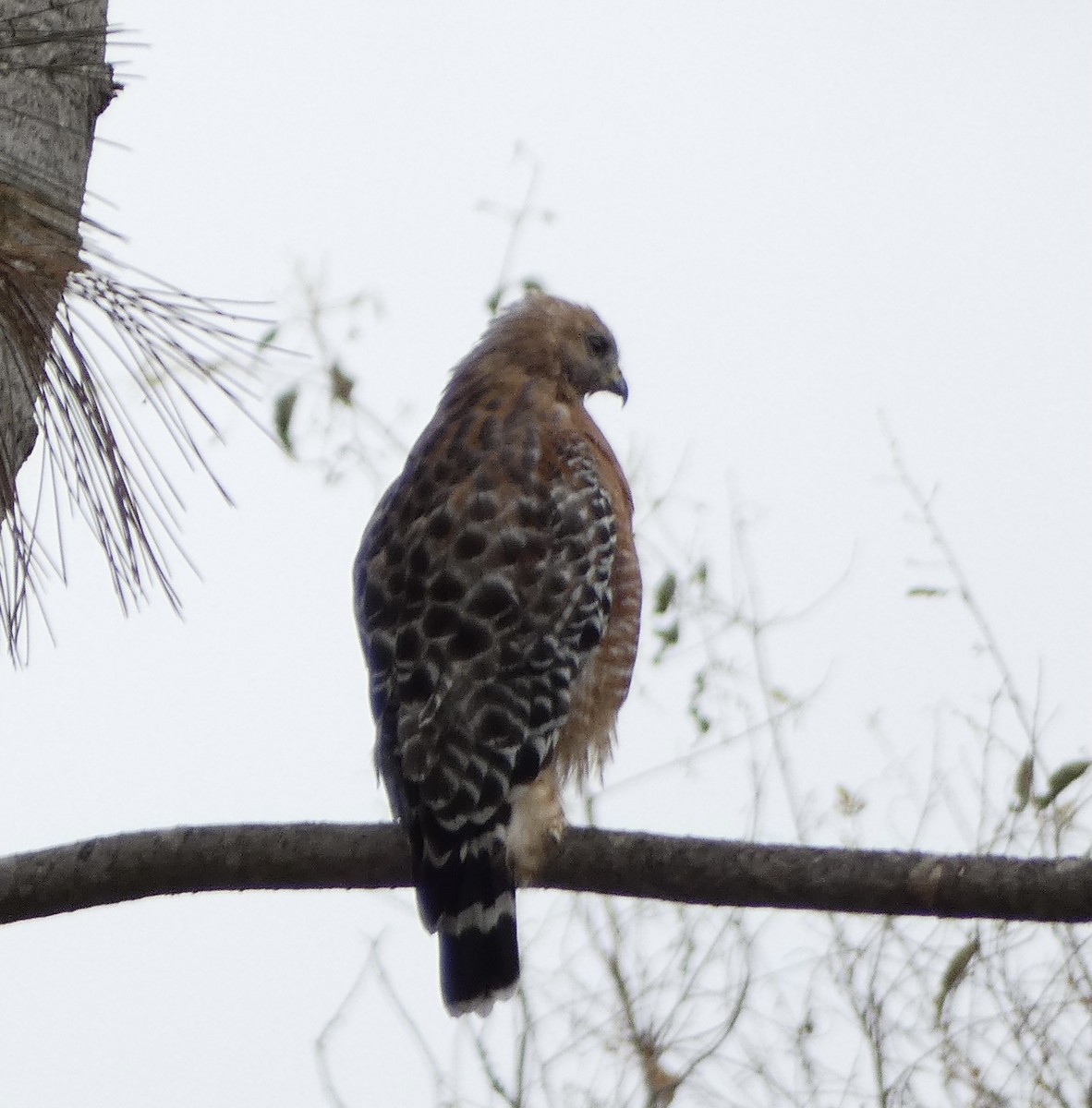 Red-shouldered Hawk - Rob Selleck