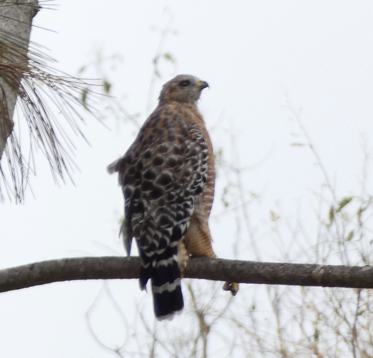 Red-shouldered Hawk - ML623646267