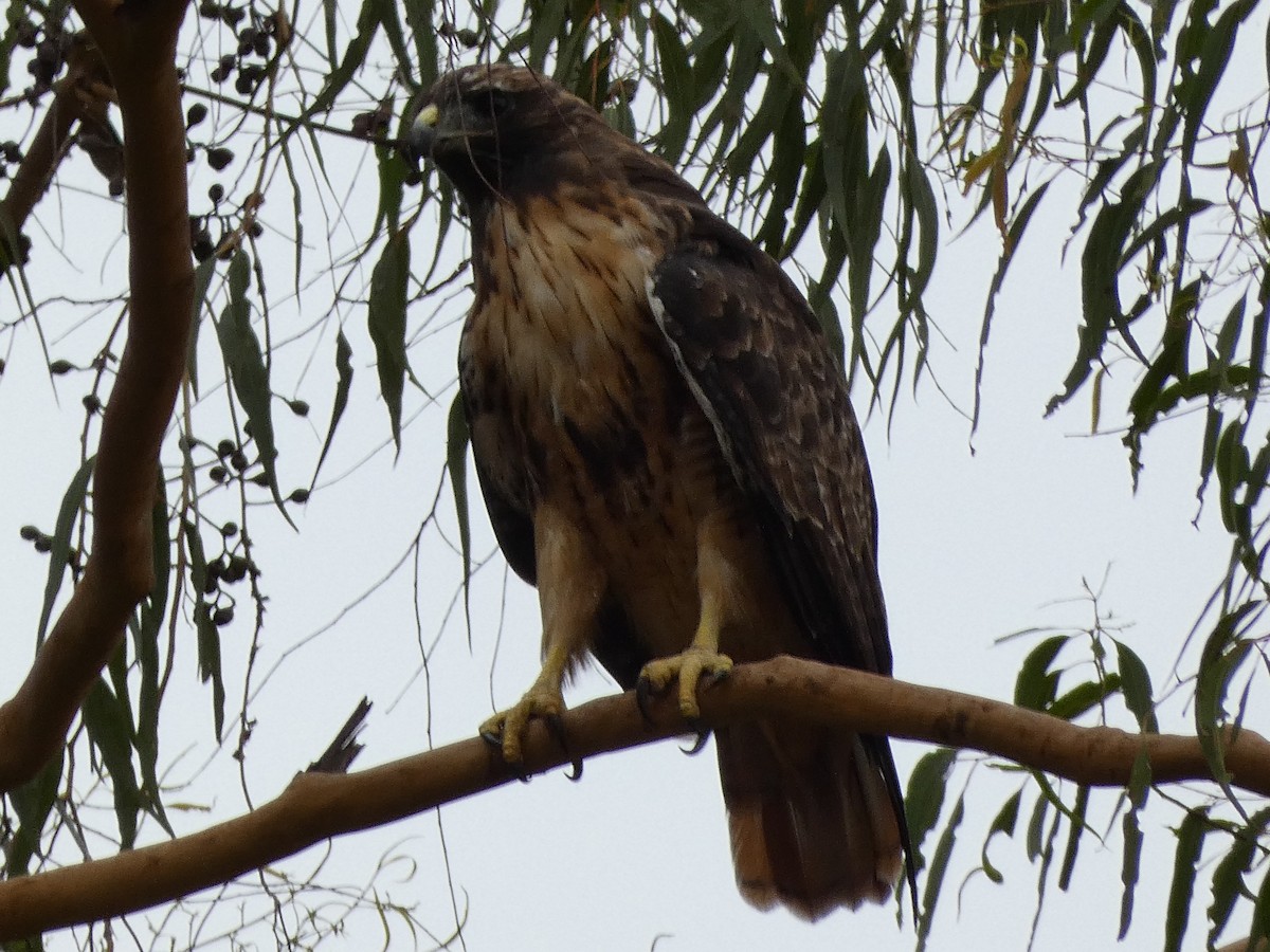 Red-tailed Hawk - ML623646273