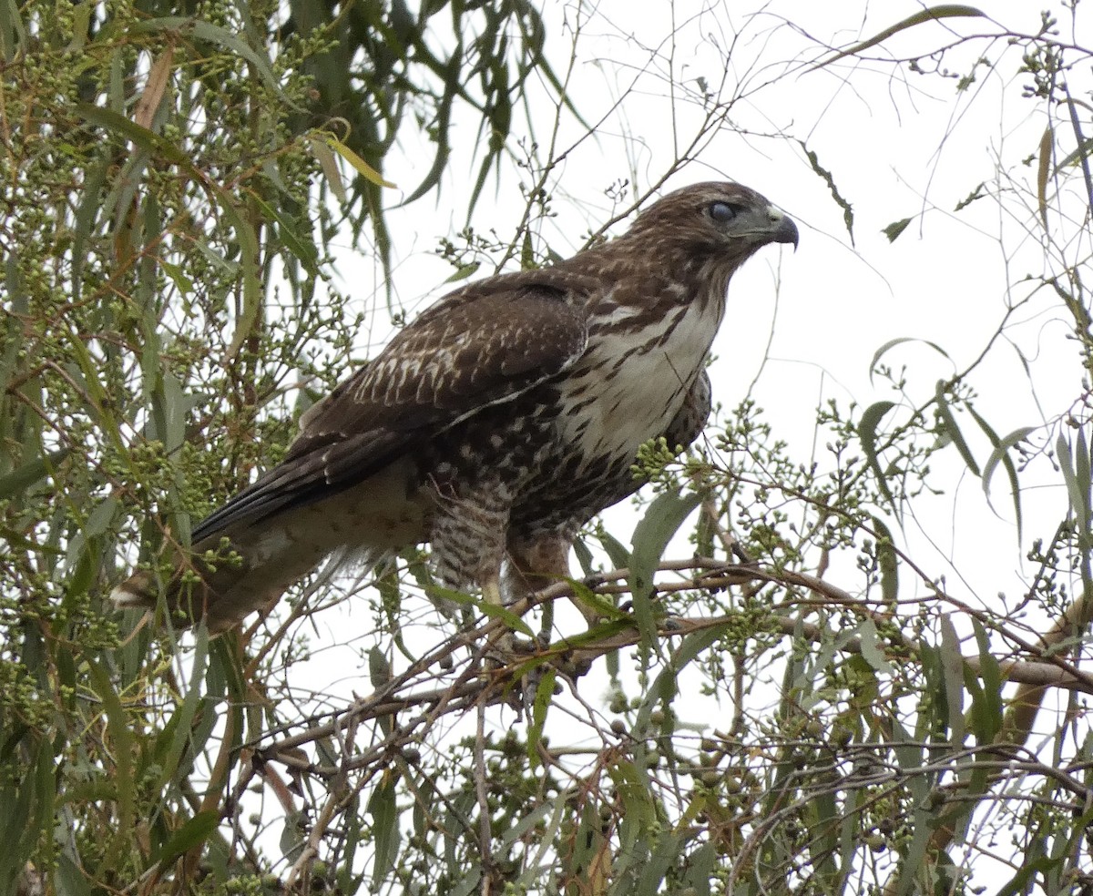 Red-tailed Hawk - ML623646274