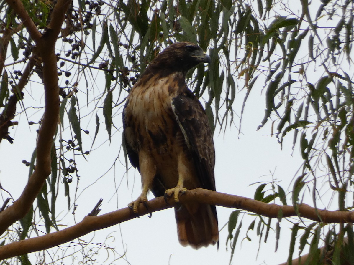 Red-tailed Hawk - ML623646275