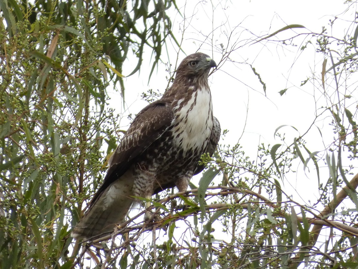 Red-tailed Hawk - ML623646276