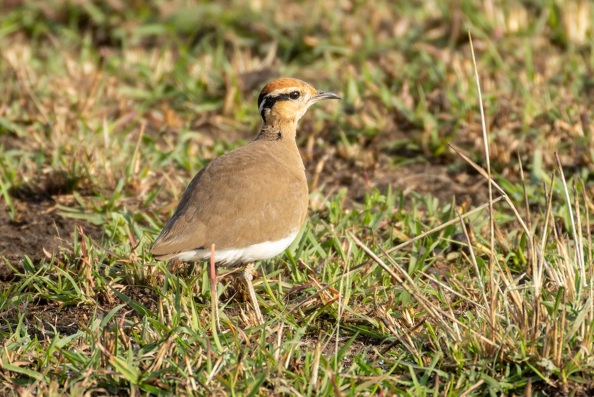 Temminck's Courser - Gavin McKinnon