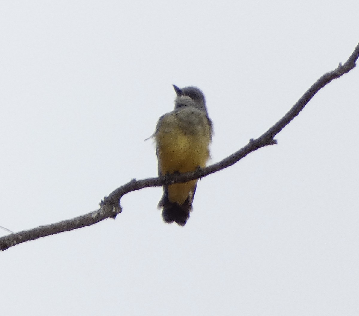 Cassin's Kingbird - ML623646289