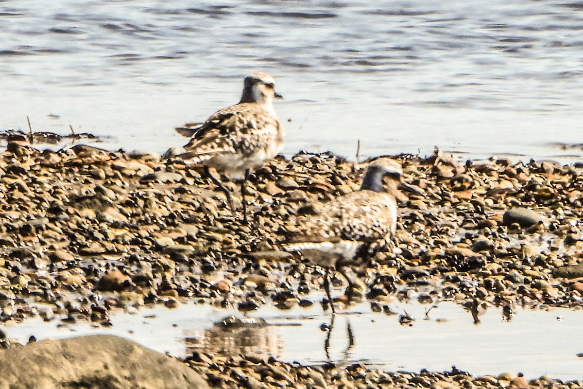 Black-bellied Plover - Jean Needham