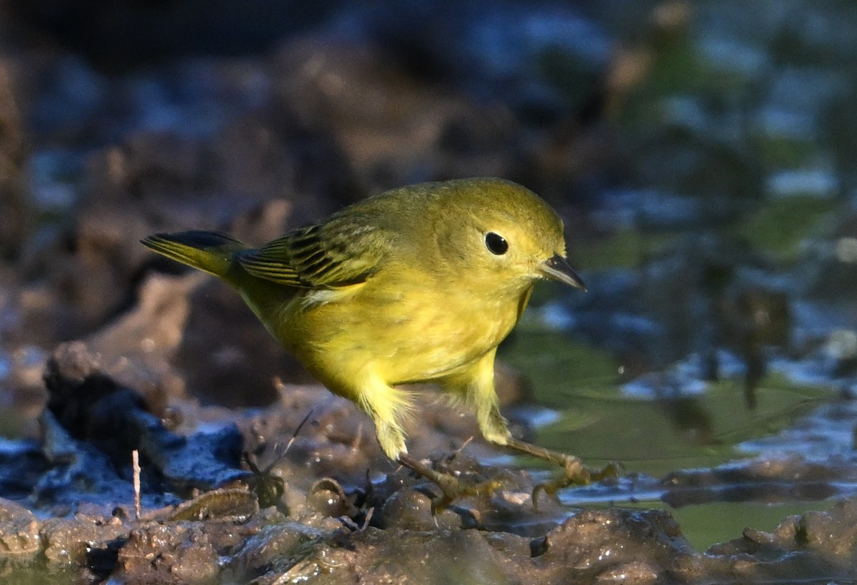 Yellow Warbler - ML623646388