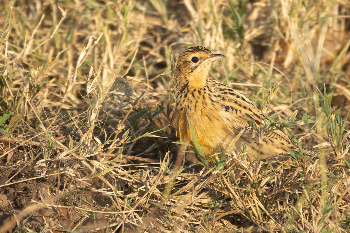 Rosy-throated Longclaw - ML623646410