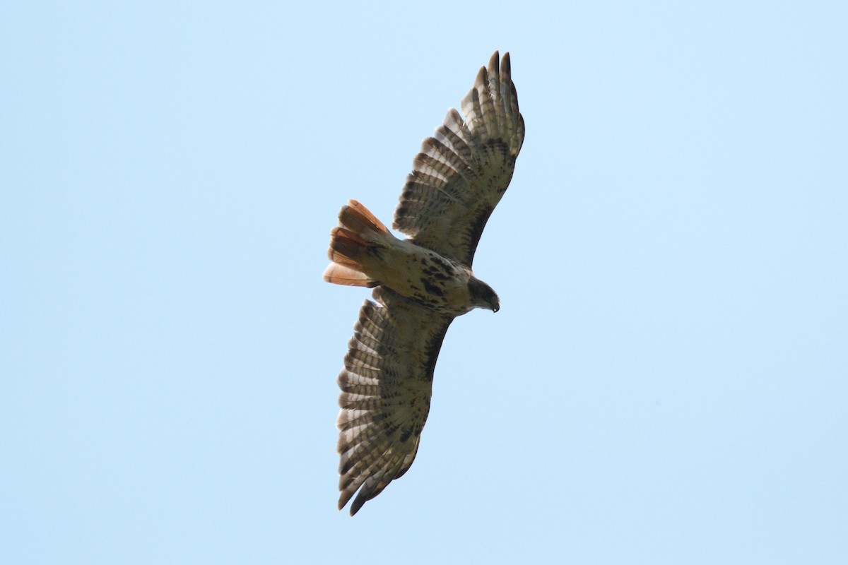 Red-tailed Hawk - Grace C