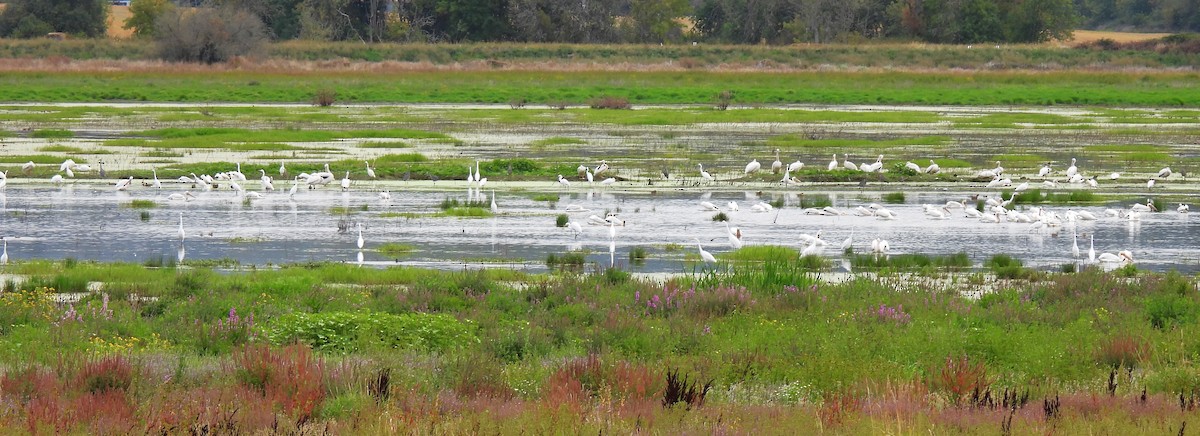 American White Pelican - ML623646430