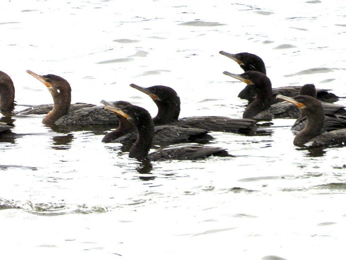 Cormorán Biguá - ML623646468