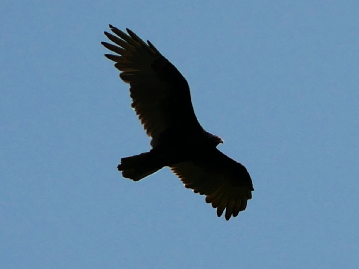 Turkey Vulture - ML623646477