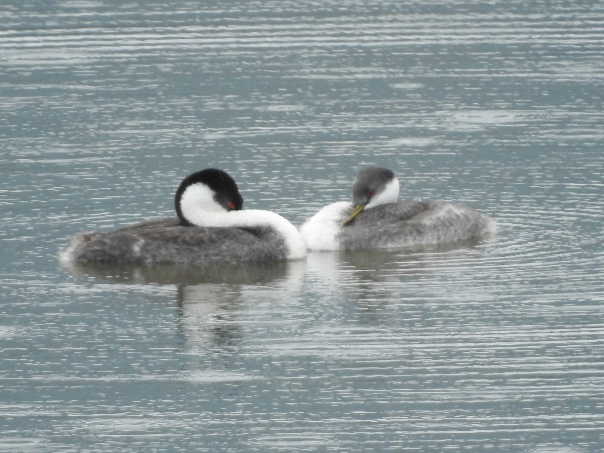 Western Grebe - ML623646478