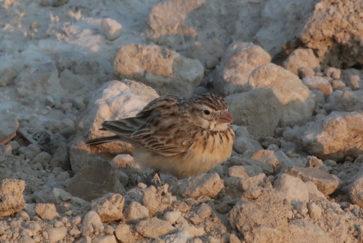 Pink-billed Lark - ML623646509