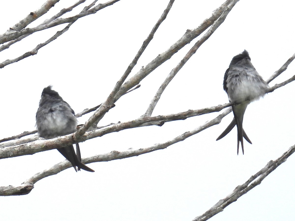 Gray-rumped Treeswift - ML623646546