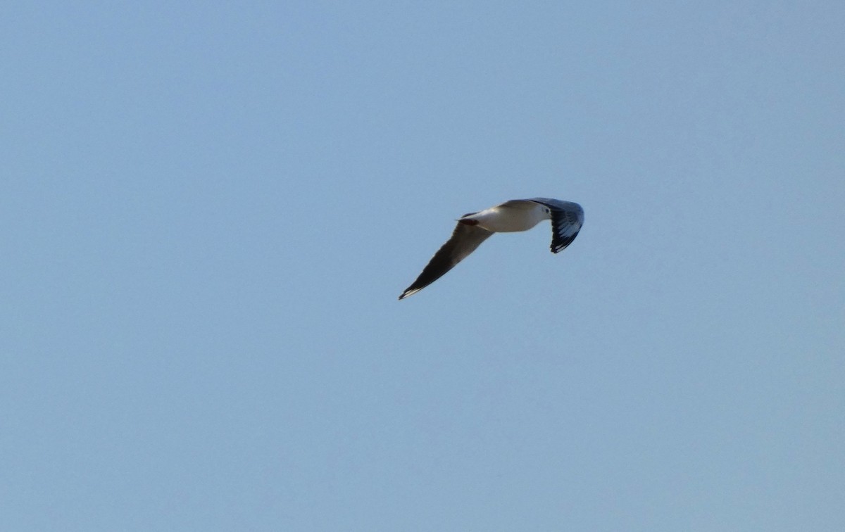 Gray-hooded Gull - ML623646560