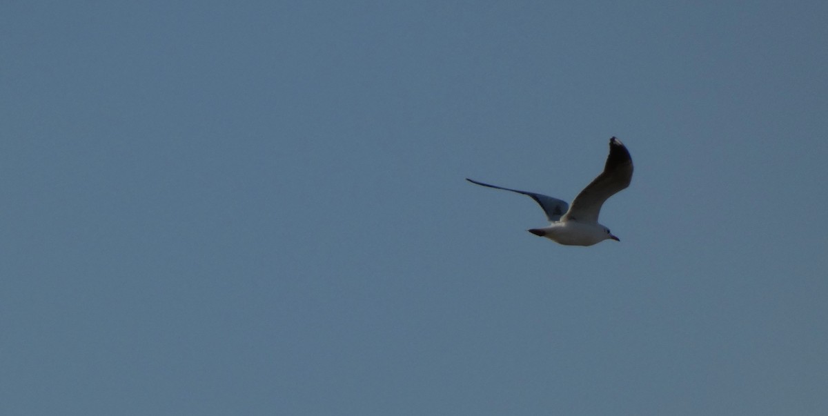 Gray-hooded Gull - ML623646561