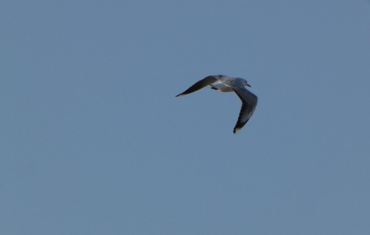 Gray-hooded Gull - ML623646562