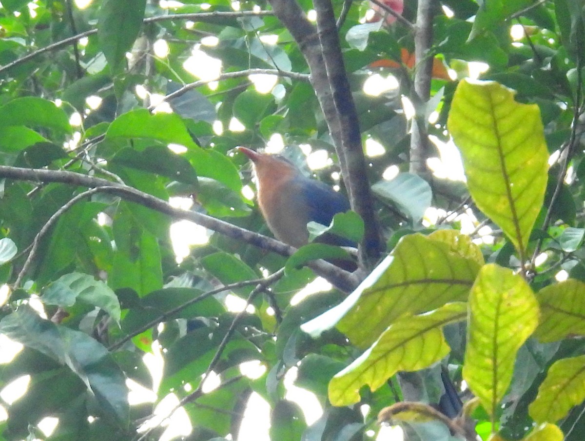 Red-billed Malkoha - ML623646570