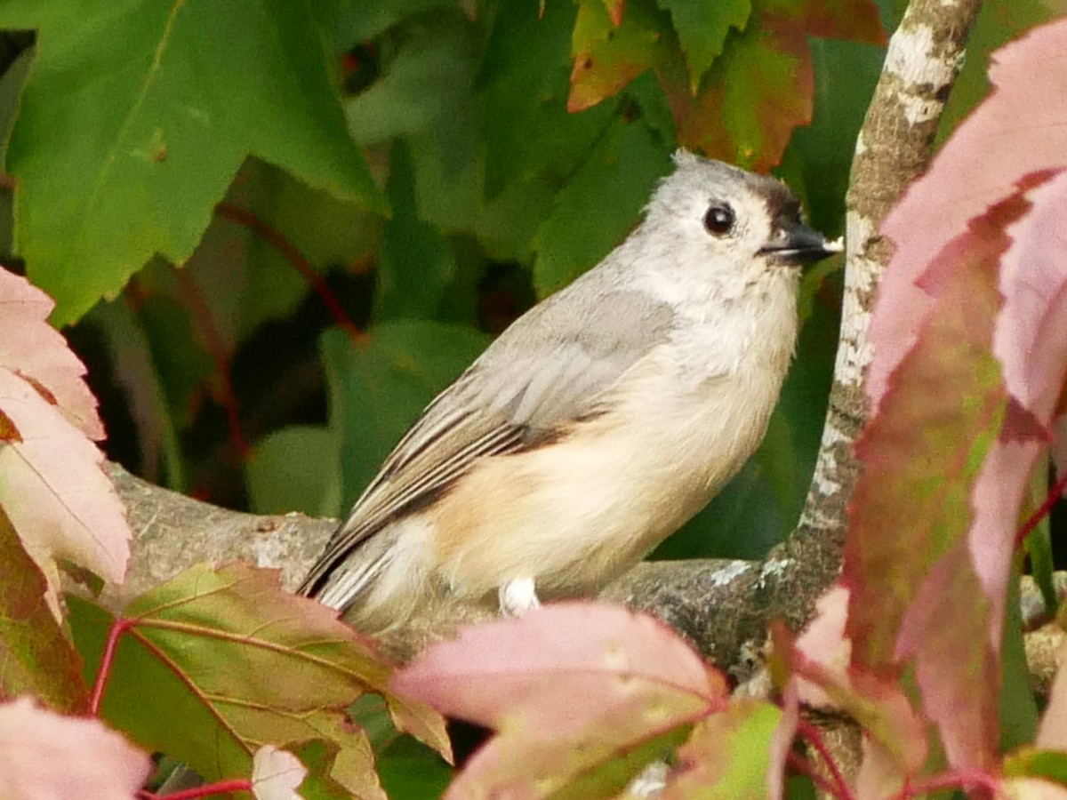 Tufted Titmouse - ML623646573