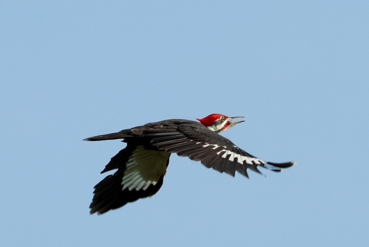 Pileated Woodpecker - J.A. Smith