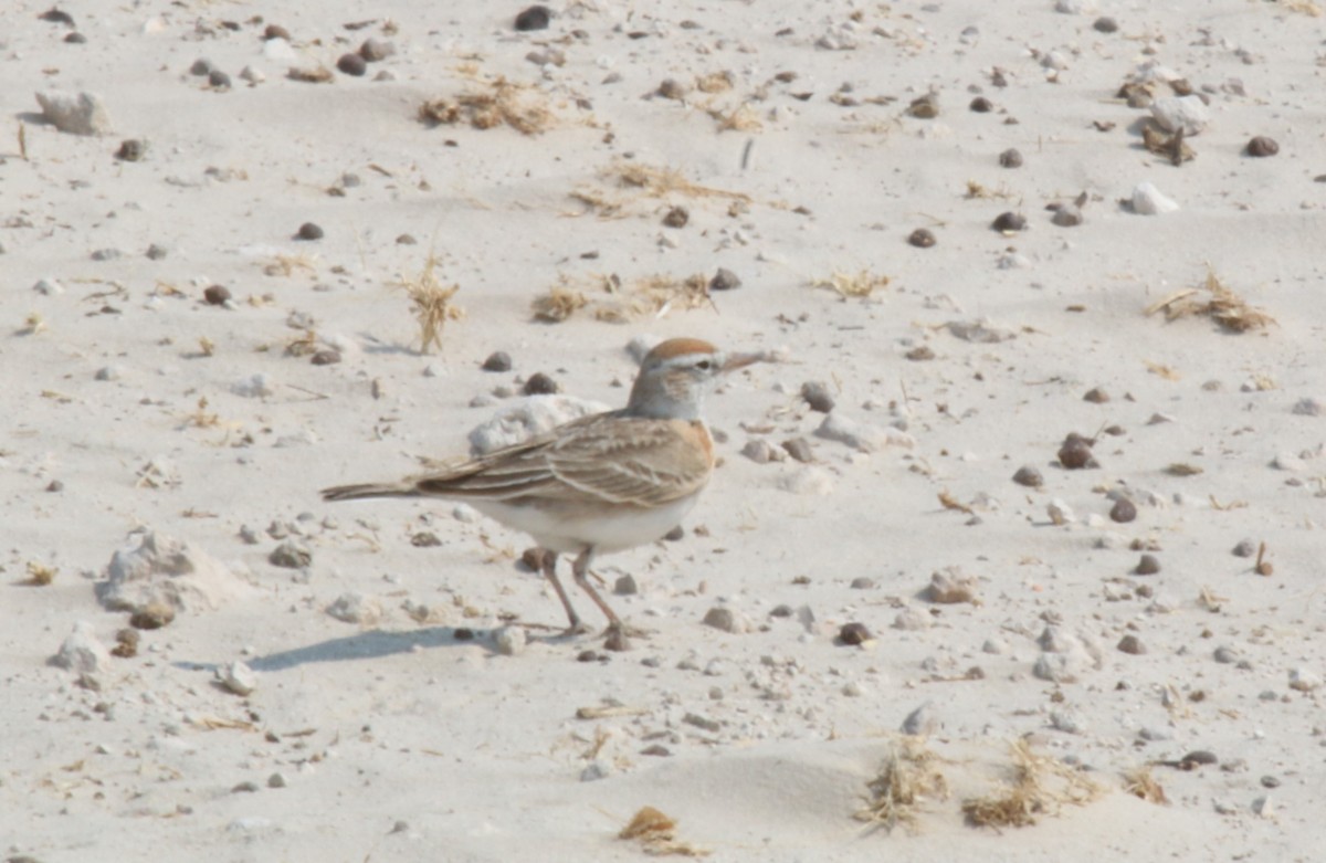 Red-capped Lark - Bryan Shirley