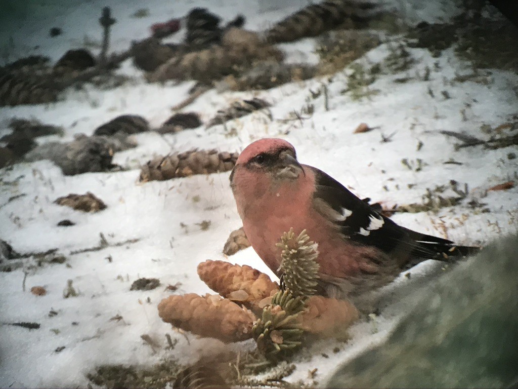 White-winged Crossbill - ML623646655