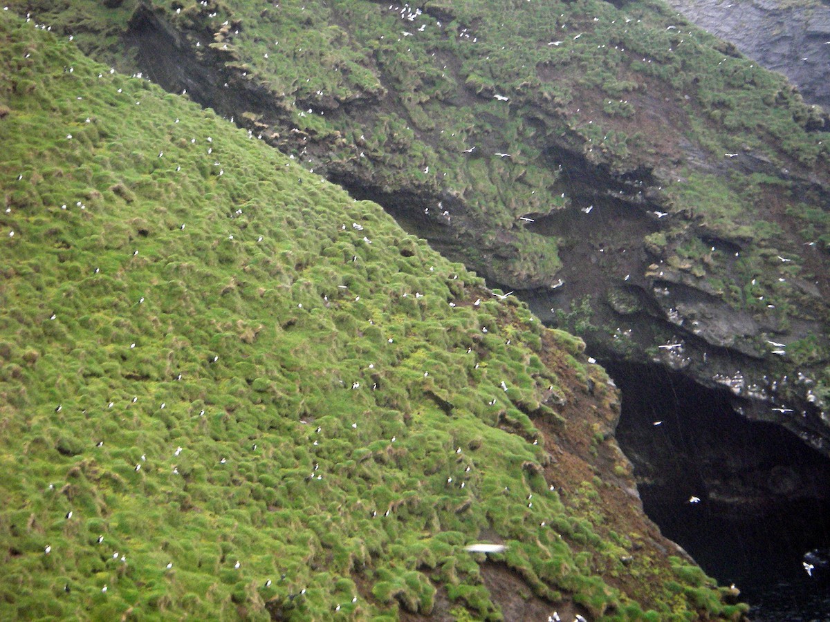 Atlantic Puffin - Jock McCracken