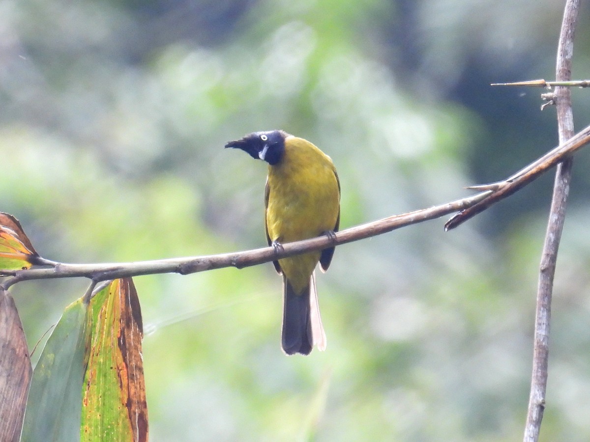 Bulbul à huppe noire - ML623646822