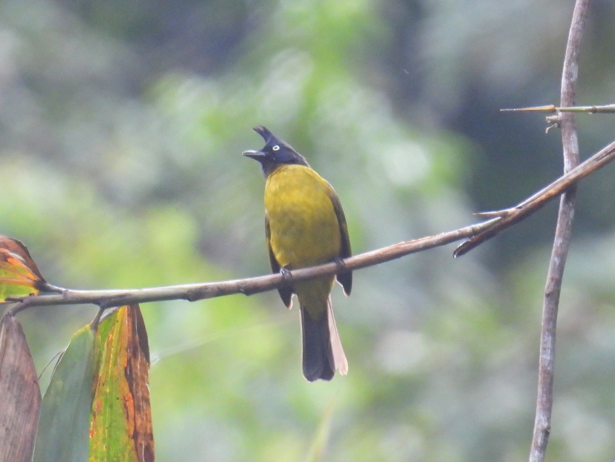 Black-crested Bulbul - bob butler