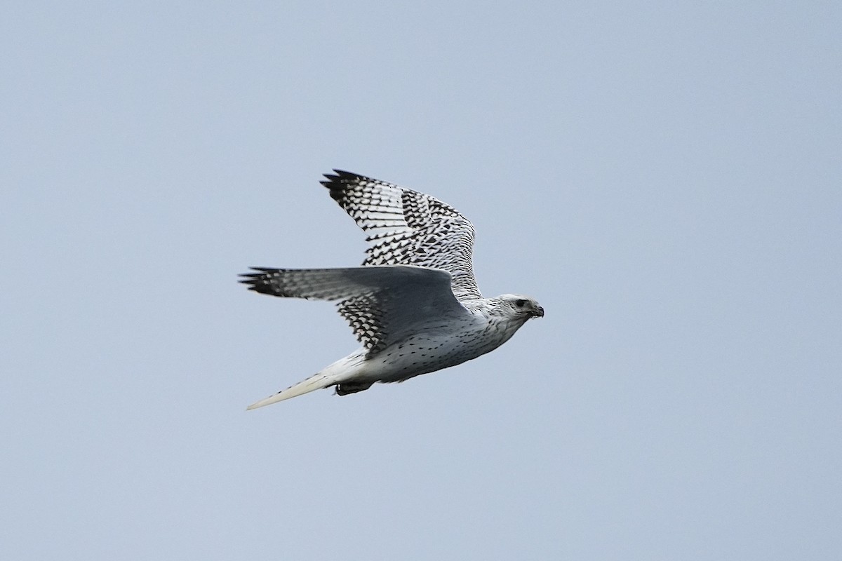 Gyrfalcon - ML623646846