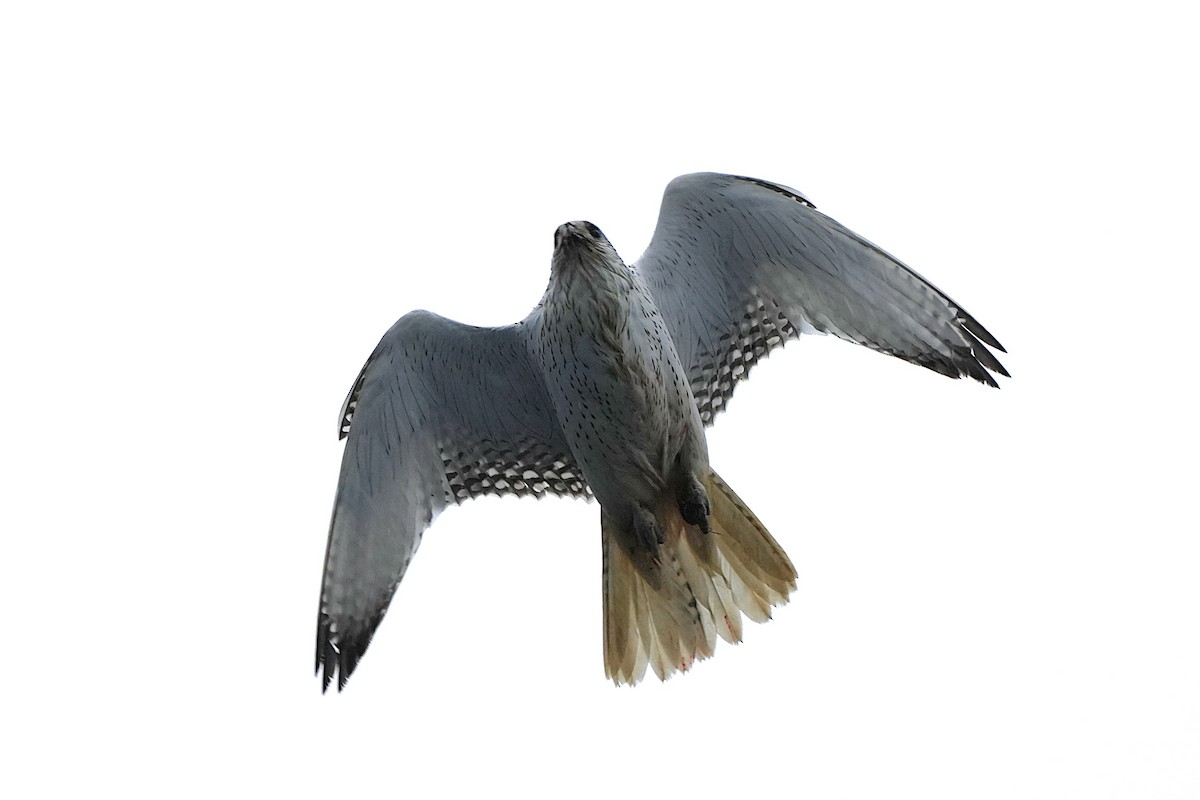 Gyrfalcon - ML623646847