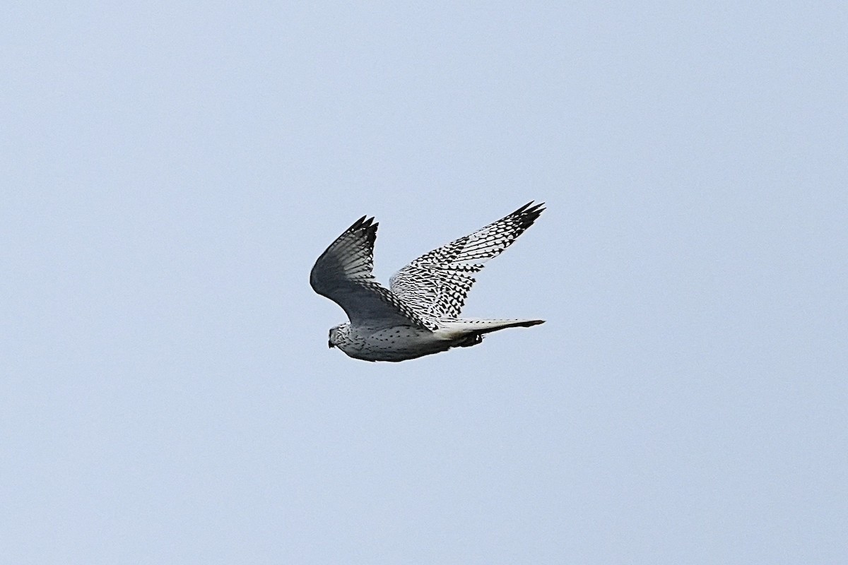 Gyrfalcon - ML623646848