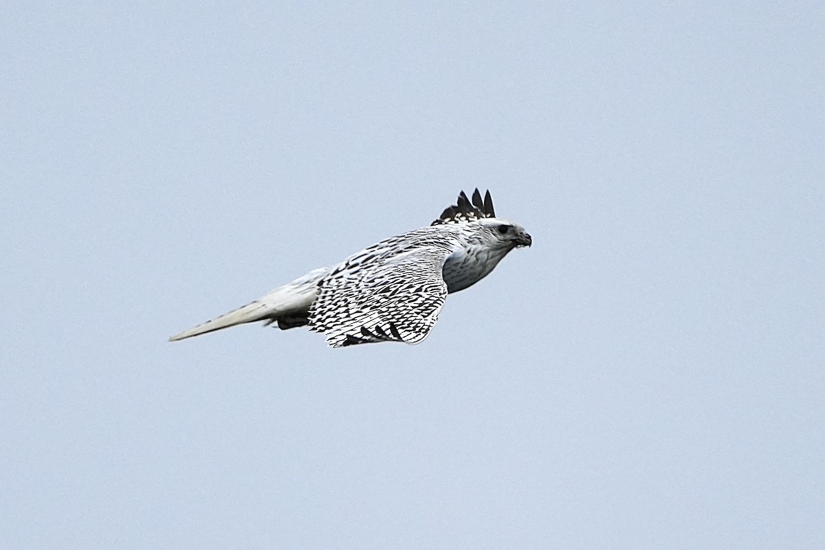 Gyrfalcon - ML623646849