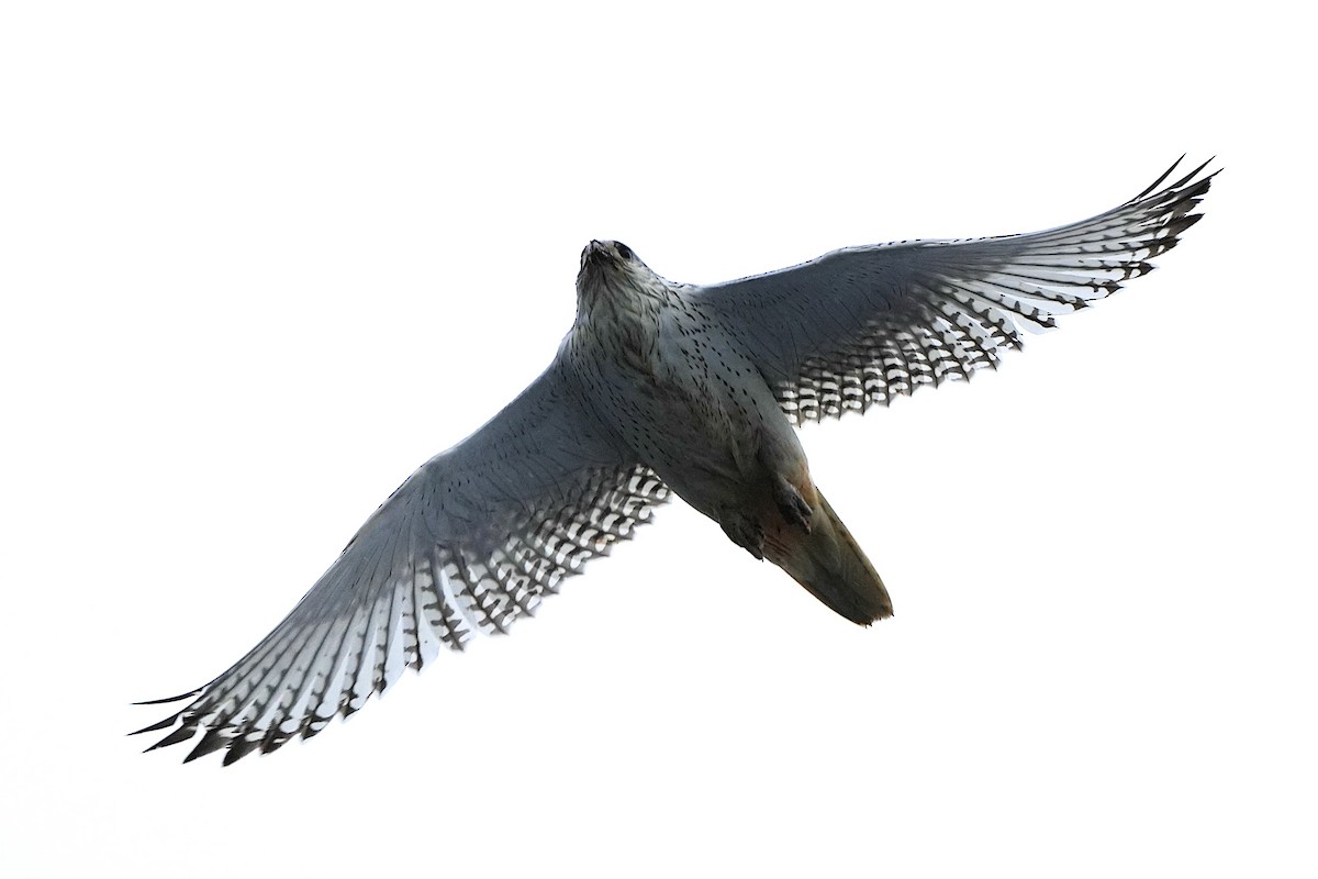 Gyrfalcon - ML623646850