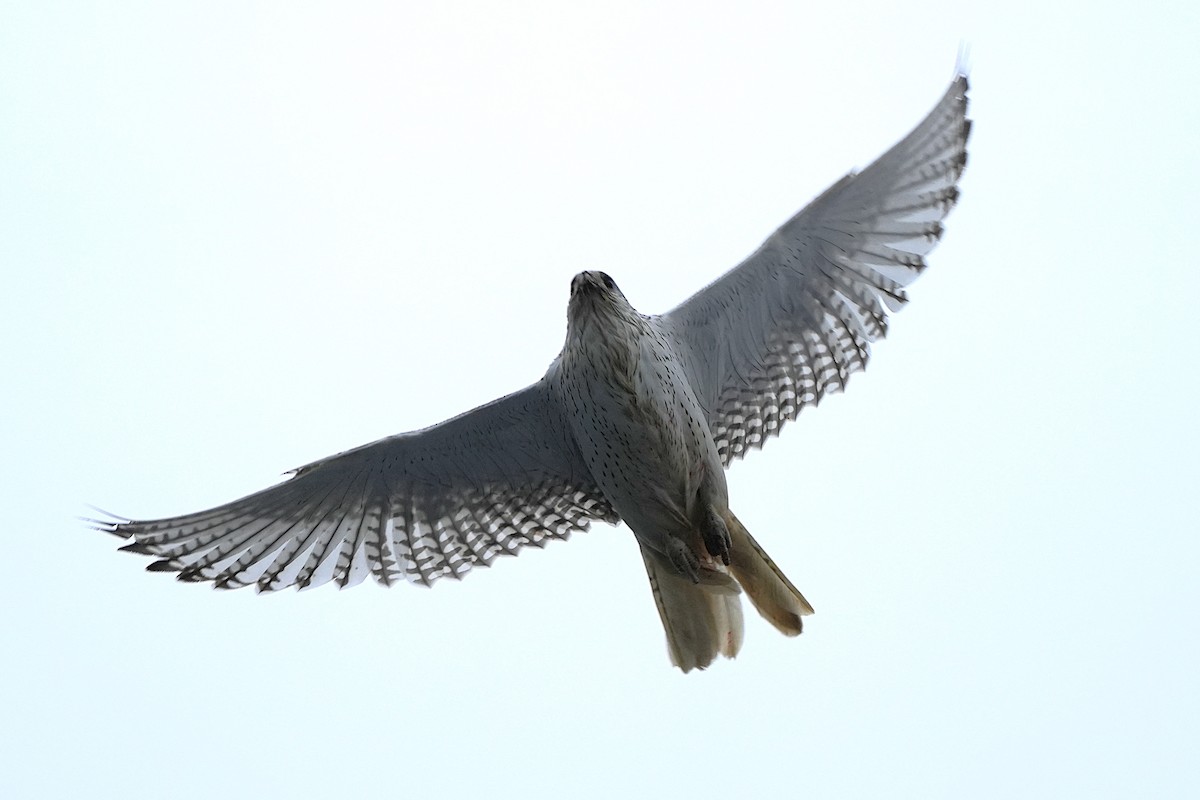 Gyrfalcon - ML623646851