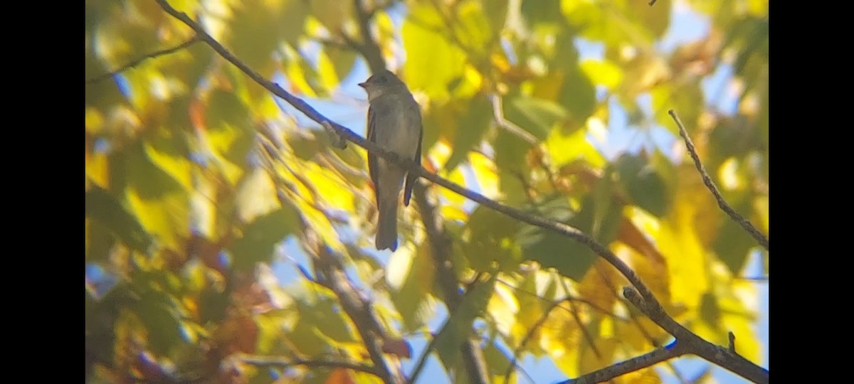 Eastern Wood-Pewee - ML623646883