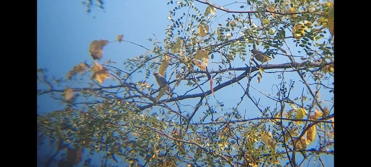 Cedar Waxwing - ML623646968