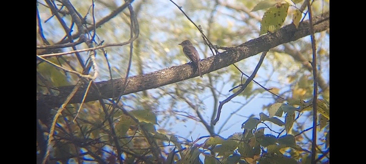 Eastern Wood-Pewee - ML623646996