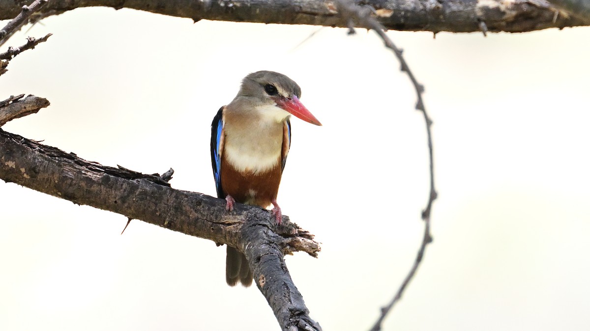 Gray-headed Kingfisher - ML623647005