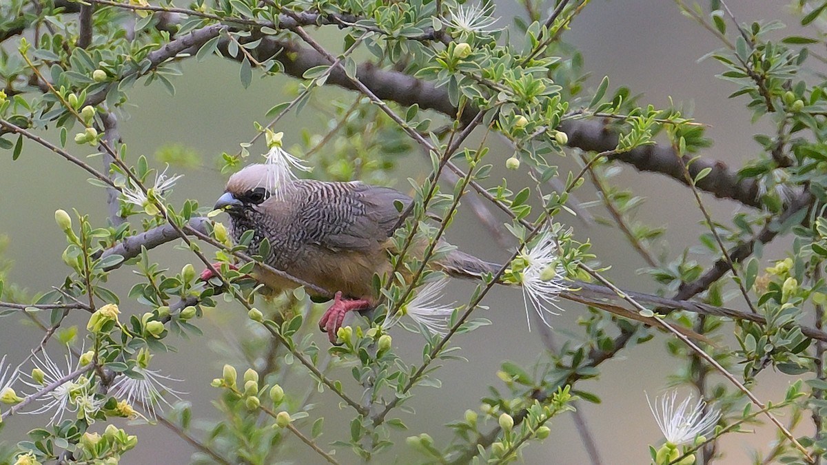 White-headed Mousebird - ML623647020