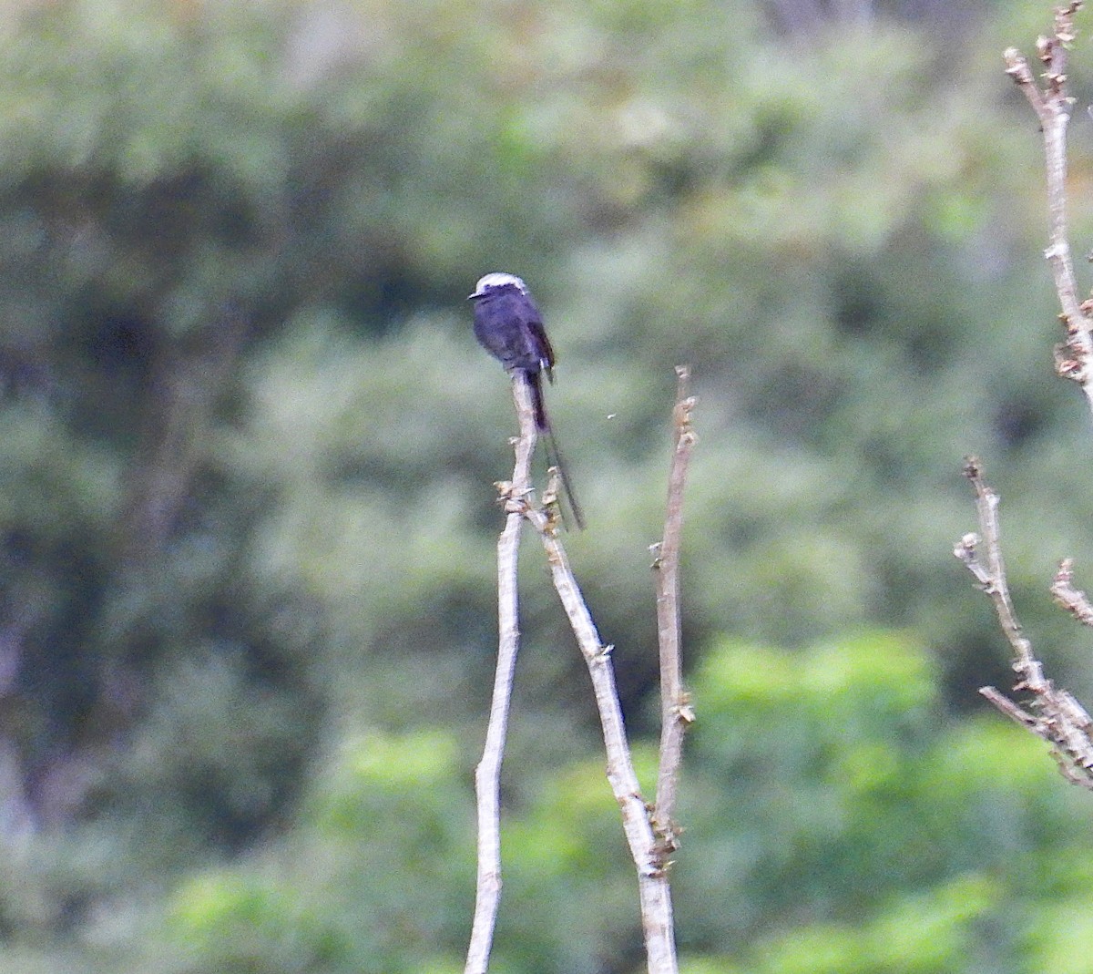 Long-tailed Tyrant - ML623647028