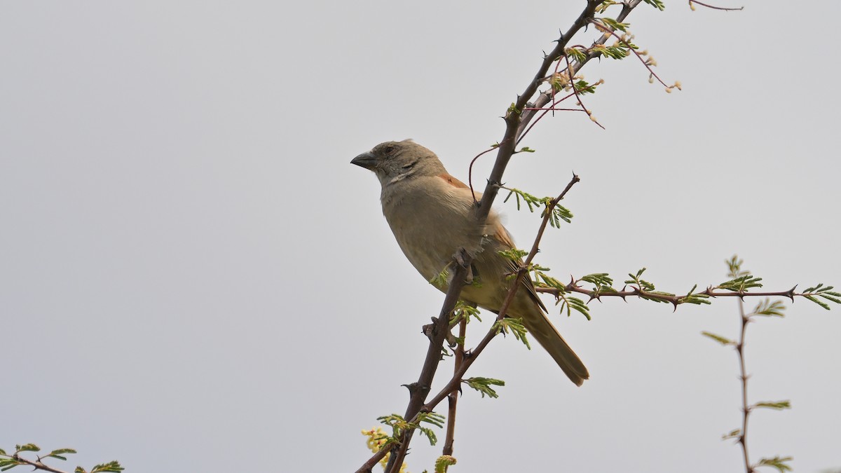 Parrot-billed Sparrow - ML623647078