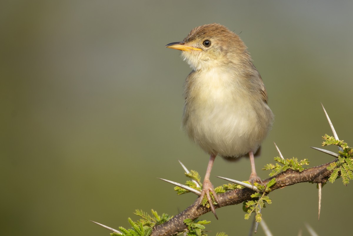 Rattling Cisticola - Gavin McKinnon