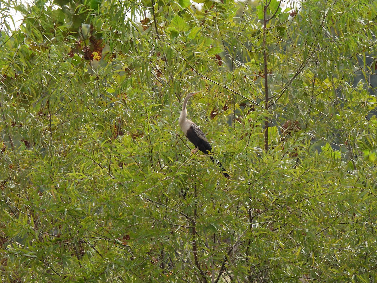 Amerika-Schlangenhalsvogel - ML623647123