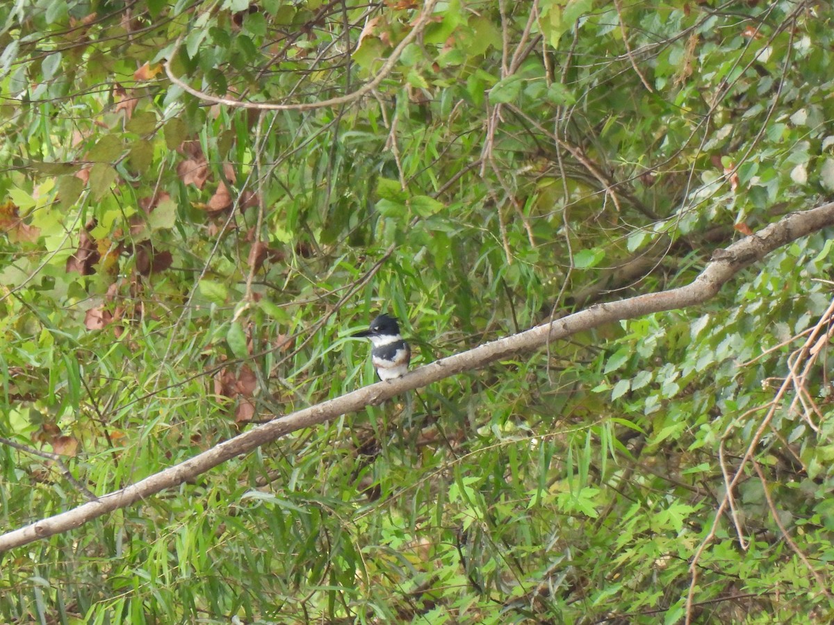 Belted Kingfisher - ML623647125