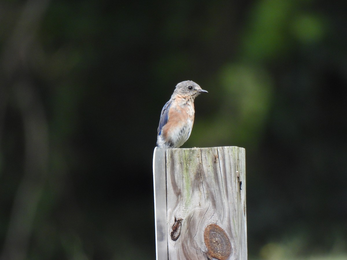 Eastern Bluebird - ML623647147